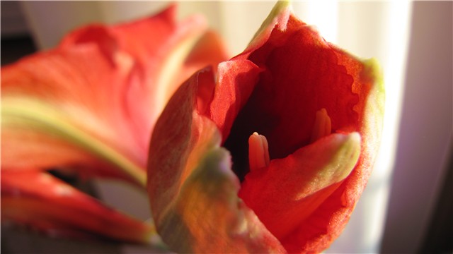 amarilis